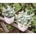 4 Packs Small Fake Plants Artificial Greenery Potted Plants for Bathroom Farmhouse Kitchen Decor