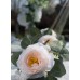 2pcs (13Ft) Artificial Rose Vine Fake Silk Flower Garland Hanging Rose lvy for Wedding Arch Decor (Champagne)