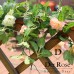 Der Rose 4 Pack 32ft Artificial Rose Vine Fake Flower Garland Hanging Silk Flowers for Decoration Wedding Arch Backdrop Table Party Wall (White& Pink)