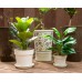 Der Rose 6.5/5.5 Inch Plastic Planter 6 Set Pots for Flower Plants with Drainage Hole and Tray, Modern Decorative Pots for All Plants, Flowers, Herbs, Succulent (Cream White)