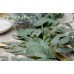 4 Packs 6.5 Feet Artificial Silver Dollar Eucalyptus Leaves Garland with Willow Vines Twigs Leaves String for Doorways Greenery Garland Table Runner Garland Indoor Outdoor.（Gray Leave）