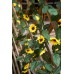 Artificial Sunflower Garland Silk Sunflower Vine Flower Garland with Sunflower Heads for Wedding Arch Baby Shower Decoration (8.2ft/pc)