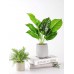 18" Small Fake Plants Artificial Mini Potted Faux Plants for Office Desk Home Bathroom Decor
