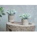 Der Rose 6pcs Mini Potted Fake Plants Small Artificial Plants for Home Farmhouse Bathroom Desk Office Decor